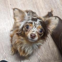 Esther Maude  - Chihuahua