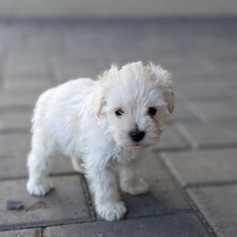 Zeus - White male Miniature Schnauzer puppy in Waddell, Arizona from West Valley Schnauzers & Dachshunds