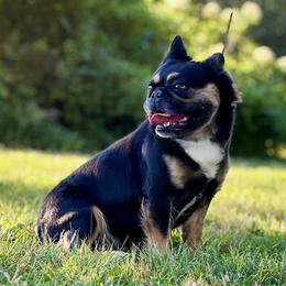 Katara - French Bulldog