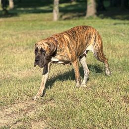 Kate - Great Dane