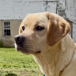 Kali - Yellow female Labrador Retriever puppy in Tomahawk, Wisconsin from Mahner Labs