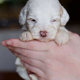 Goldendoodle and Labradoodle Puppies from Dunedoodles