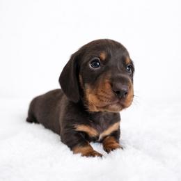 Chocolate and tan male - Chocolate and tan male Dachshund puppy in Belle Rive, Illinois from Akin's Miniature Dachshunds, LLC