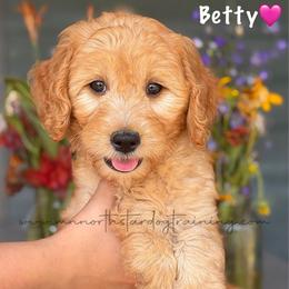 Betty - Apricot female Goldendoodle puppy in Lancaster, Minnesota from North Star Dog Training