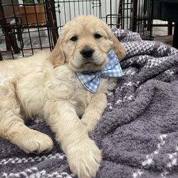 Goldendoodle and Golden Retriever Puppies from Goldie Locks Golden Retrievers & Doodles