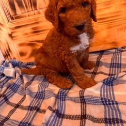 Black collar - Red  male Poodle puppy in Snowflake, Arizona from Wellington Poodles