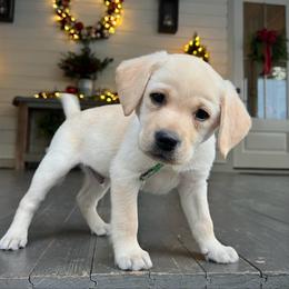 Green Collar (Runt) - Yellow male Labrador Retriever puppy in Husser, Louisiana from Kristen