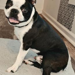 Buddy - Boston Terrier