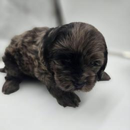 Wesley - Merle male Cockapoo puppy in Annapolis, Delaware from Teddy Bear Cockapoos