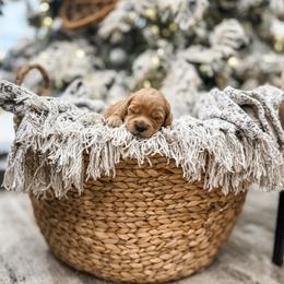 Turk - Red  male Goldendoodle puppy in Benjamin, Utah from Pawsitively Perfect Pup Co.