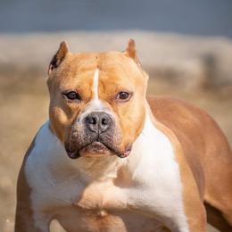 American Bully All Grown Up from Weight In Gold Kennels