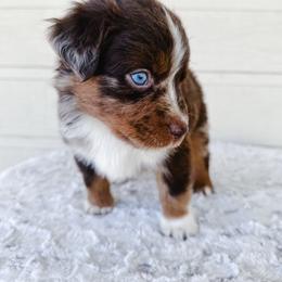 Woody - Red merle male Miniature Australian Shepherd puppy in Pollok, Texas from Pineywoods Pups