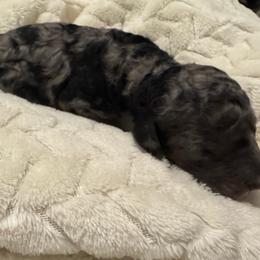 Biscuit - male Australian Mountain Doodle puppy in Sherrills Ford, North Carolina from Magnolia Grove Farms