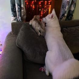 Siberian Husky Puppies from Feazell’s Siberian Huskies