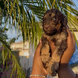 Aurora - Phantom female Poodle puppy in Corona, California from Garden Of Poodles