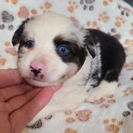 Mimo Lella - Blue merle male Toy Australian Shepherd puppy in Laconia, Indiana from Beasley Acres Aussies