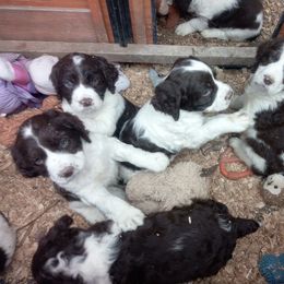 English Springer Spaniel Puppies from Leandra's English Springer Spaniels