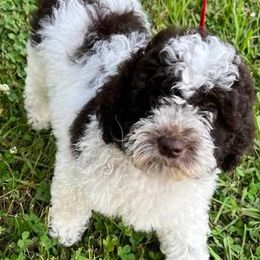 Labradoodles from Labradoodlebabies