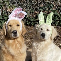 Sally and Lucy - Golden Retriever
