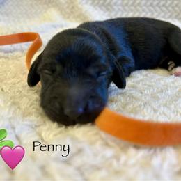 Penny - Black female Dachshund puppy in Huntington, Arkansas from Rockstar.Weiners