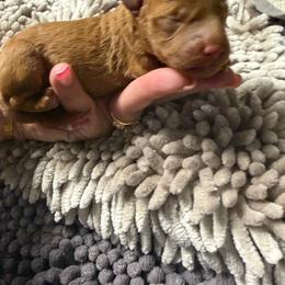 Girl 1 - Red  female Poodle puppy in Southwest Ranches, Florida from Herringbone ‘s Poodles