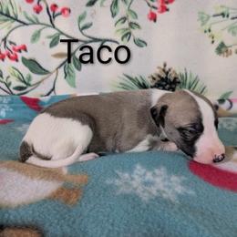 Taco - White and fawn male Whippet puppy in Sweet Home, Oregon from Imperialis Kennels