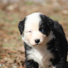 Starburst - Black tri-color female Australian Shepherd puppy in Laurel, Mississippi from Reeves Australian Shepherds