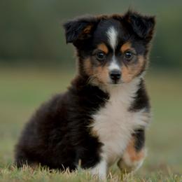Minke - Black tri female Toy Australian Shepherd puppy in Hartman, Arkansas from Southern Edition Aussies