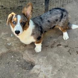 Max - Blue merle and white male Cardigan Welsh Corgi puppy in Las Vegas, Nevada from Victory Crown