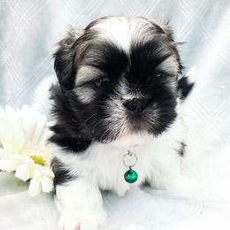 Assorted Doodle Crosses, Shihpoos, and Shih Tzus from Curls & Paws Canines