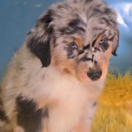 Huey - Blue merle male Australian Shepherd puppy in Waddell, Arizona from Winsome Aussies