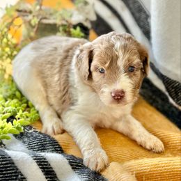 Creek - Red merle male Aussiedoodle puppy in Eastman, Georgia from Dood B Ranch