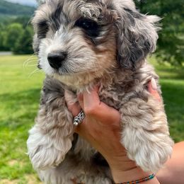Assorted Doodle Crosses and Bernedoodle Puppies from WS Doodles