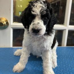 Kamack - Phantom male Poodle puppy in Huntsville, Alabama from Flint River Poodles
