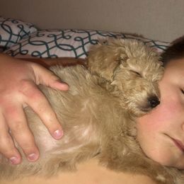 Goldendoodle Puppies from Dapper Doodles of Tennessee