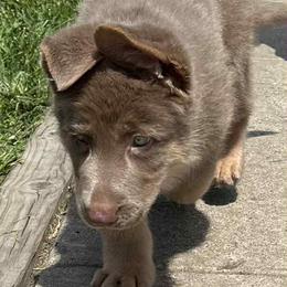 German Shepherd Puppies from Legacy Reborn