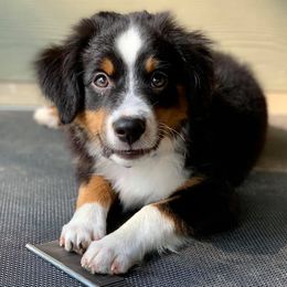Australian Shepherds, Miniature American Shepherds, Miniature Australian Shepherds, and Toy Australian Shepherds from JKKJ Farms