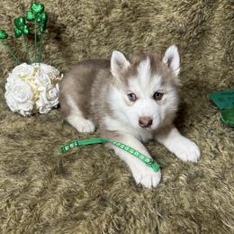 Slate - Red and white male Siberian Husky puppy in Vail, Iowa from Homegrown Huskies