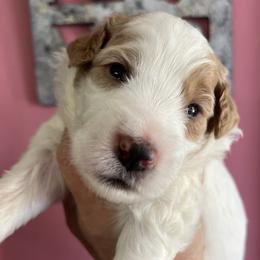 Boy 3 - Apricot male Goldendoodle puppy in Placerville, California from New Dawn Poodles and Doodles
