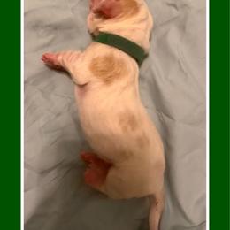 Green collar Male - Red and white male Basset Hound puppy in Columbia, South Carolina from Pawmetto Hounds