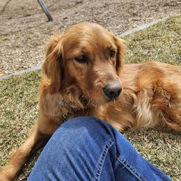 Junie - Golden Retriever