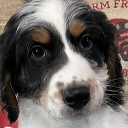 7 - Black tri-color male Aussiedoodle puppy in Tenino, Washington from Silvercreek Aussies and Aussiedoodles