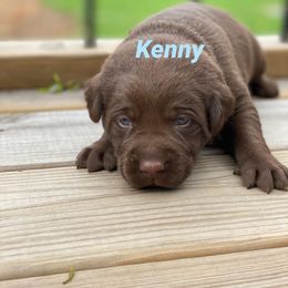 Labradoodle and Labrador Retriever Puppies from Castlegate Labs & Doodles