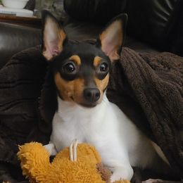LuLu - Toy Fox Terrier