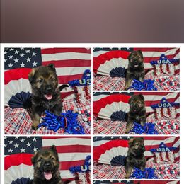 German Shepherd Puppies from Von Thomson Haus