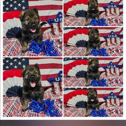 German Shepherd Puppies from Von Thomson Haus