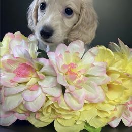 Dachshund Puppies from Veronica Vasquez