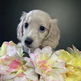 Dachshund Puppies from Veronica Vasquez