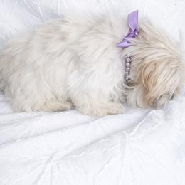 Rolex - White male Shih Tzu puppy in Riverside, California from Be Dazzled Shihtzu