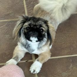 Ro-Lyn Annie Oakley - Red sable female Pekingese puppy in Inman, South Carolina from Ro-Lyn Pekingese